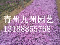 大量供应实惠的芝樱：芝樱供应