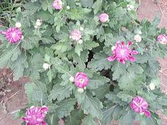秋菊找青州九州园艺：德州秋菊