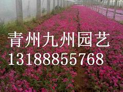 青州九州园艺_优质芝樱供应商，供应芝樱