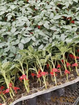 QQ截图20200413140241